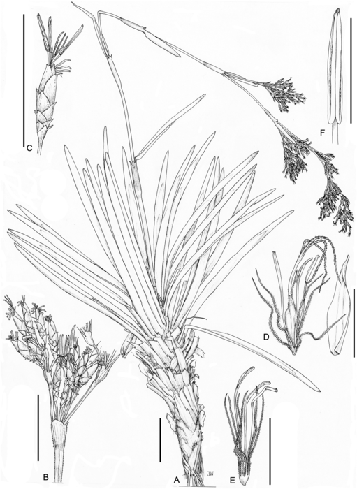 Illustration of Costularia humbertii Miller & Lowry II 4175 GENT