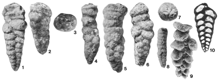 Climacammina copiacellula Maloney, Hoare & Sturgeon, 1988 Climacammina copiacellula Maloney, Hoare & Sturgeon, 1988
