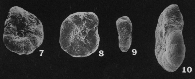 Planoendothyra orbiculata Hoare & Sturgeon, 1998 Planoendothyra orbiculata Hoare & Sturgeon, 1998
