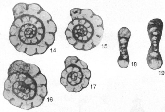 Planoendothyra orbiculata Hoare & Sturgeon, 1998 Planoendothyra orbiculata Hoare & Sturgeon, 1998