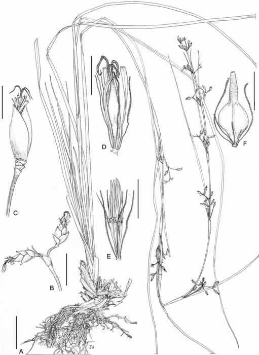 Illustration of Costularia leucocarpa Madagascar Larridon et al. 2010-0237 GENT