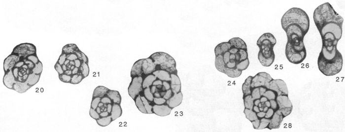 Planoendothyra associata Hoare & Sturgeon, 1998 Planoendothyra associata Hoare & Sturgeon, 1998