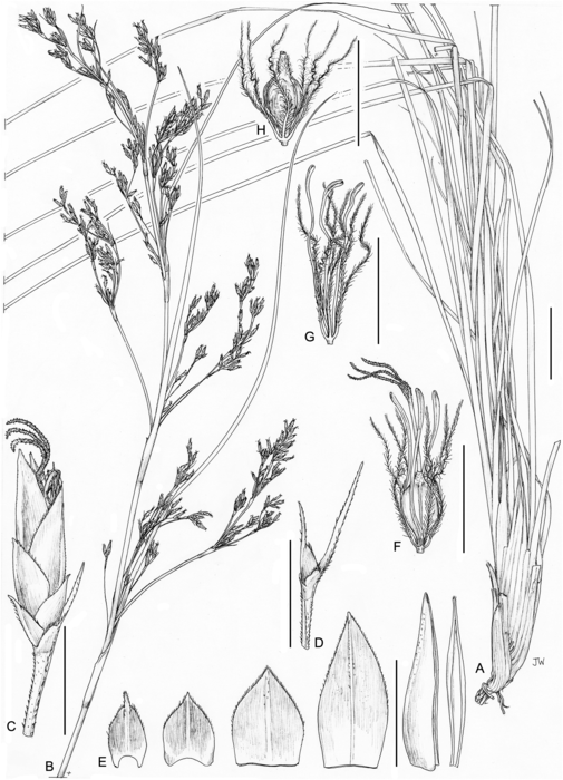 Illustration of Costularia pantopoda var. pantopoda Madagascar (Larridon et al. 2010-0144 GENT)