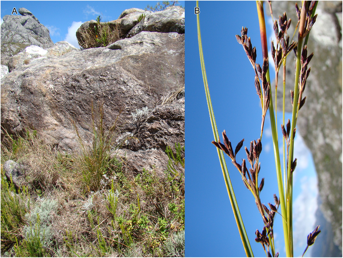 Habitat and inflorescence of Costularia pantopoda var. pantopoda Madagascar