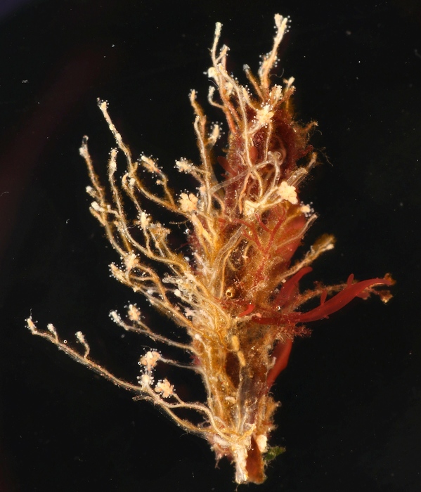 Coryne eximia, polyp colony on red algae Coryne eximia, polyp colony on red algae