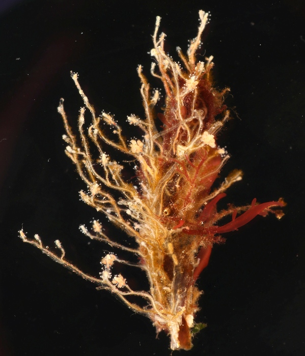 Coryne eximia, polyp colony on red algae