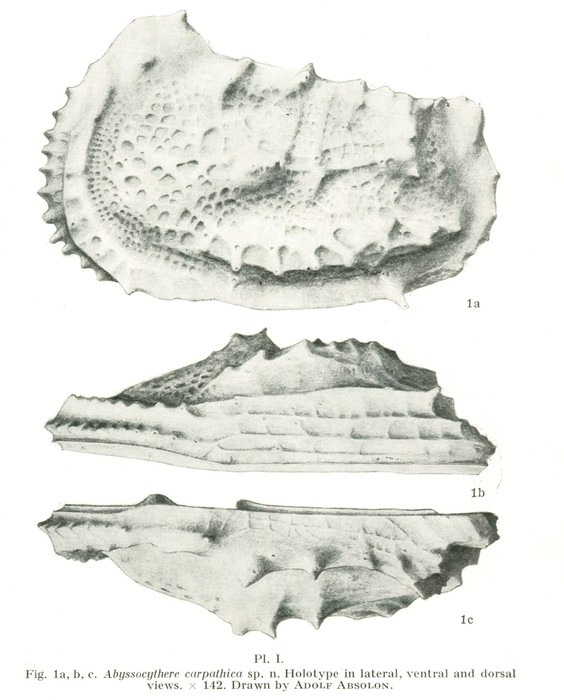 Abyssocythere carpathica Pokorny, 1975 - Holotype in lateral, ventral and dorsal views (From Pokorny, 1975: Plate I, Fig. 1.a-c)