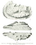 Abyssocythere carpathica Pokorny, 1975 - Holotype in lateral, ventral and dorsal views (From Pokorny, 1975: Plate I, Fig. 1.a-c)