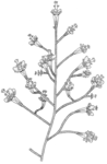 Cornyne tricycla