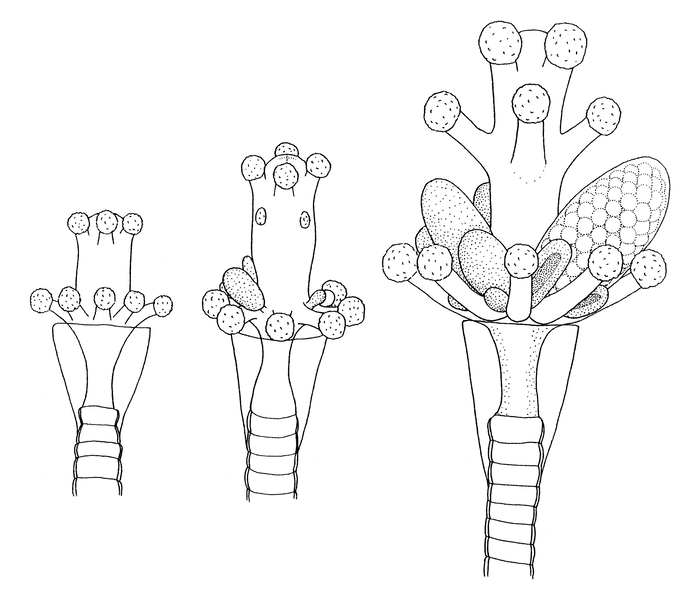 Coryne tricycla, hydranth development Coryne tricycla, hydranth development