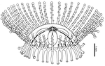 Staurocladia wellingtoni, oblique lateral view