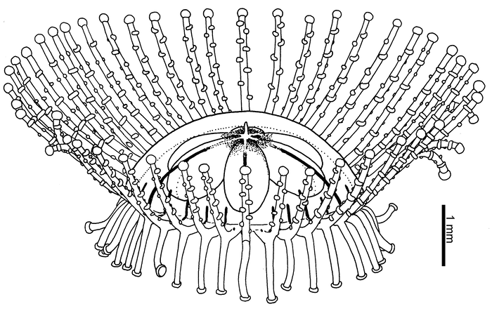 Staurocladia wellingtoni, oblique lateral view