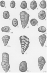 Deckerella laheei Cushman & Waters, 1928, author: Le Coze, François