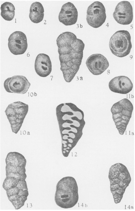 Deckerella laheei Cushman & Waters, 1928