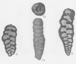 Deckerella laheei Cushman & Waters, 1928
