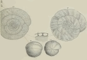 Alveolina (Flosculina) pasticillata Schwager, 1883, author: Consorti, Lorenzo