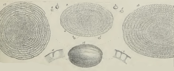 Alveolina ellipsoidalis Schwager, 1883 Alveolina ellipsoidalis Schwager, 1883