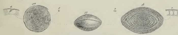 Alveolina (Glomalveolina) lepidula Schwager, 1883 Alveolina (Glomalveolina) lepidula Schwager, 1883