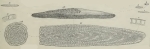 Alveolina frumentiformis Schwager, 1883