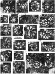 Nezzazata praesimplex Schlagintweit, Hosseinzadeh &Yazdi-Moghadam, 2024