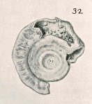 Cornuspira involvens var. corticata Chapman & Parr, 1937