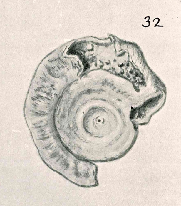 Cornuspira involvens var. corticata Chapman & Parr, 1937 Cornuspira involvens var. corticata Chapman & Parr, 1937