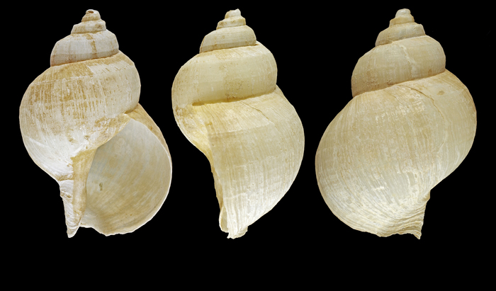 Buccinum palssoni Fraussen, Delongueville & Scaillet, 2024 - Iceland SW