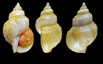 Buccinum palssoni Fraussen, Delongueville & Scaillet, 2024, Iceland NW