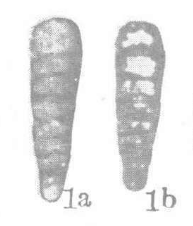 Nodosaria delicata Wang, 1976 Nodosaria delicata Wang, 1976