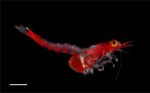 Siriella tabaniocula