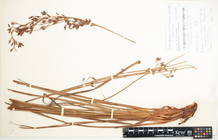 Herbier de Tananarive (Costularia itremoensis TAN isotype 1)