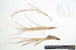 Herbier de Tananarive (Costularia andringitrensis TAN holotype 1)