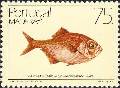Beryx decadactylus Beryx decadactylus