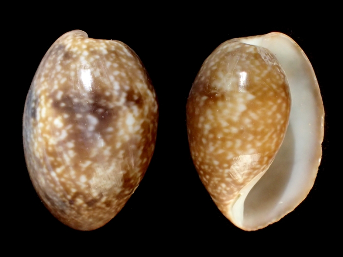 Bulla ampulla