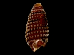Cerithiopsis minima