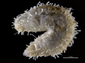Cherbocnus cabindaensis