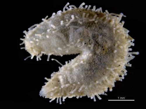 Cherbocnus cabindaensis Cherbocnus cabindaensis