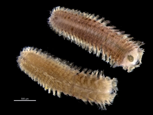 Chrysopetalum debile Chrysopetalum debile