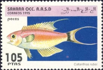 Callanthias ruber