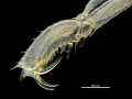 Endeis straughani