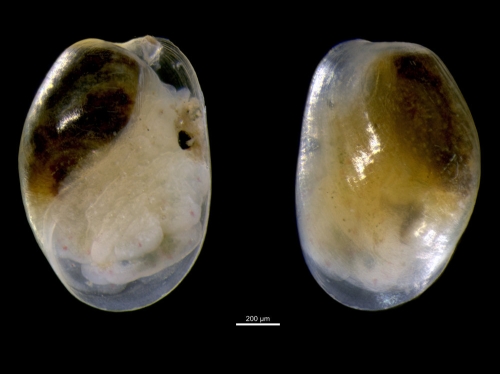 Haminoea elegans Haminoea elegans