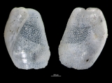 Hermania infantilis, author: Hans Hillewaert