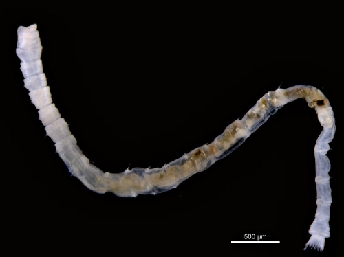 Leiochone johnstoni Leiochone johnstoni
