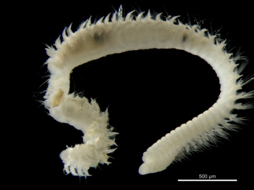 Leodamas dubius Leodamas dubius