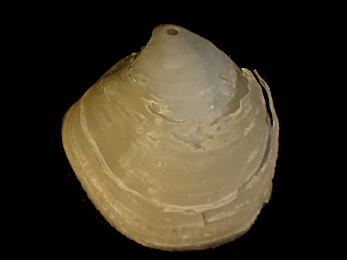 Megaxinus unguiculinus