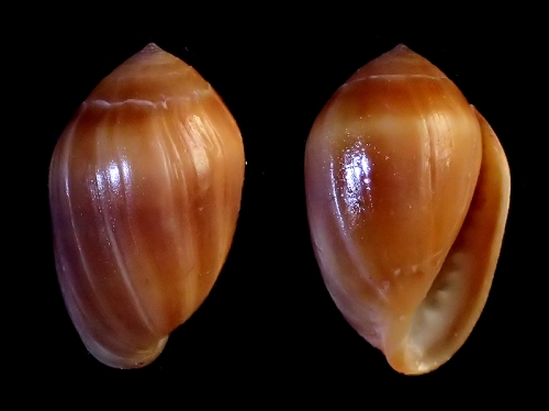Melampus pfeifferianus Melampus pfeifferianus