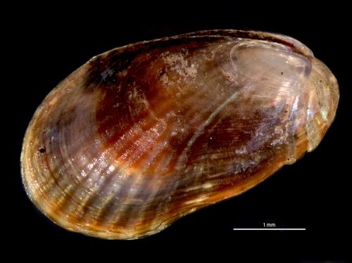Musculus pusio Musculus pusio