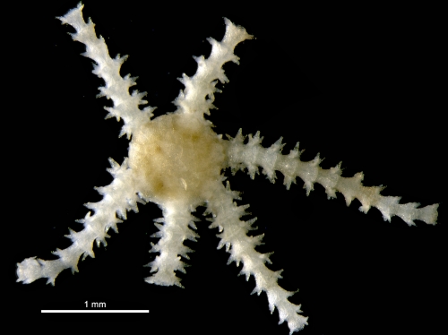 Ophiactis lymani 
