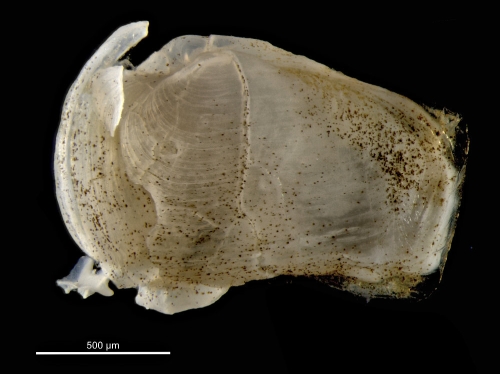Pholadidea eborensis Pholadidea eborensis