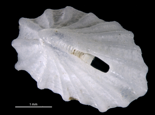 Puncturella nobilis Puncturella nobilis